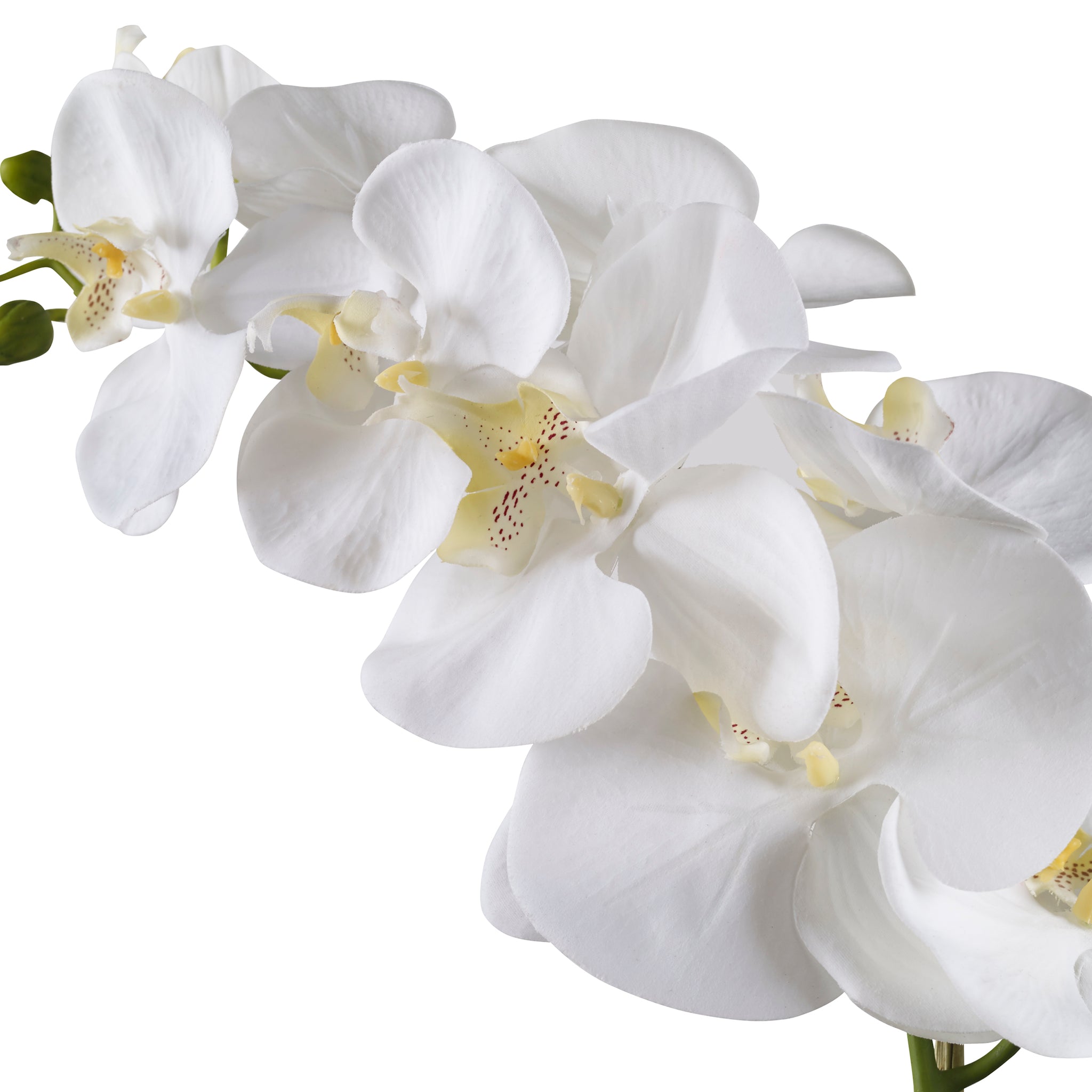 Cami White Orchid