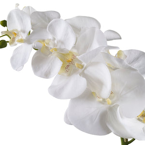 Cami White Orchid