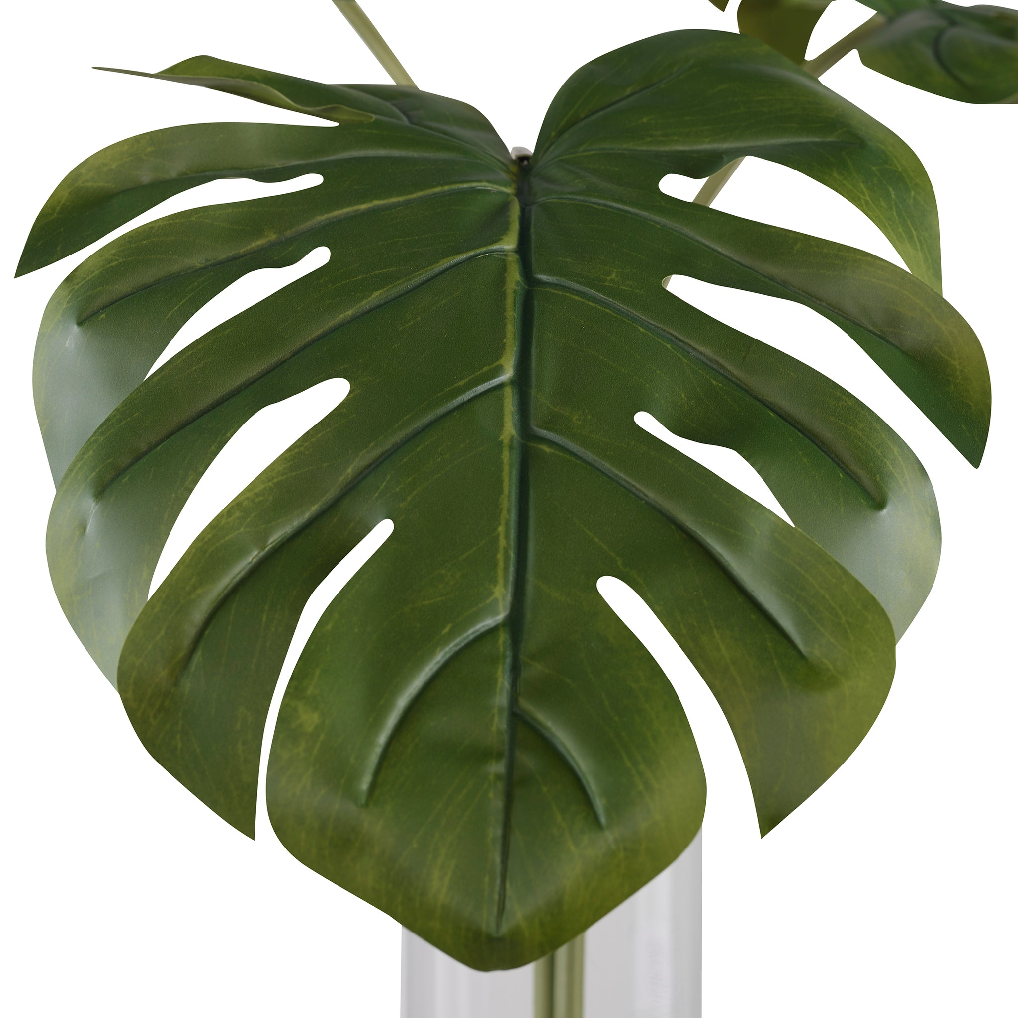 split palm plant Ibero Split Leaf Palm