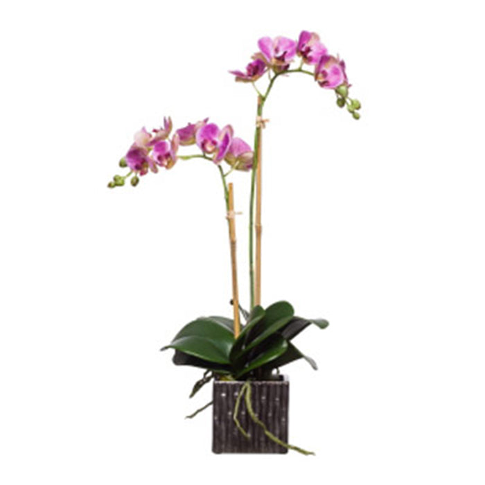 Variegated Silk Double Phalaenopsis in Square Pot – Purple & White