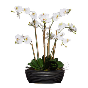 White Silk Phalaenopsis in Ridged Black Bowl