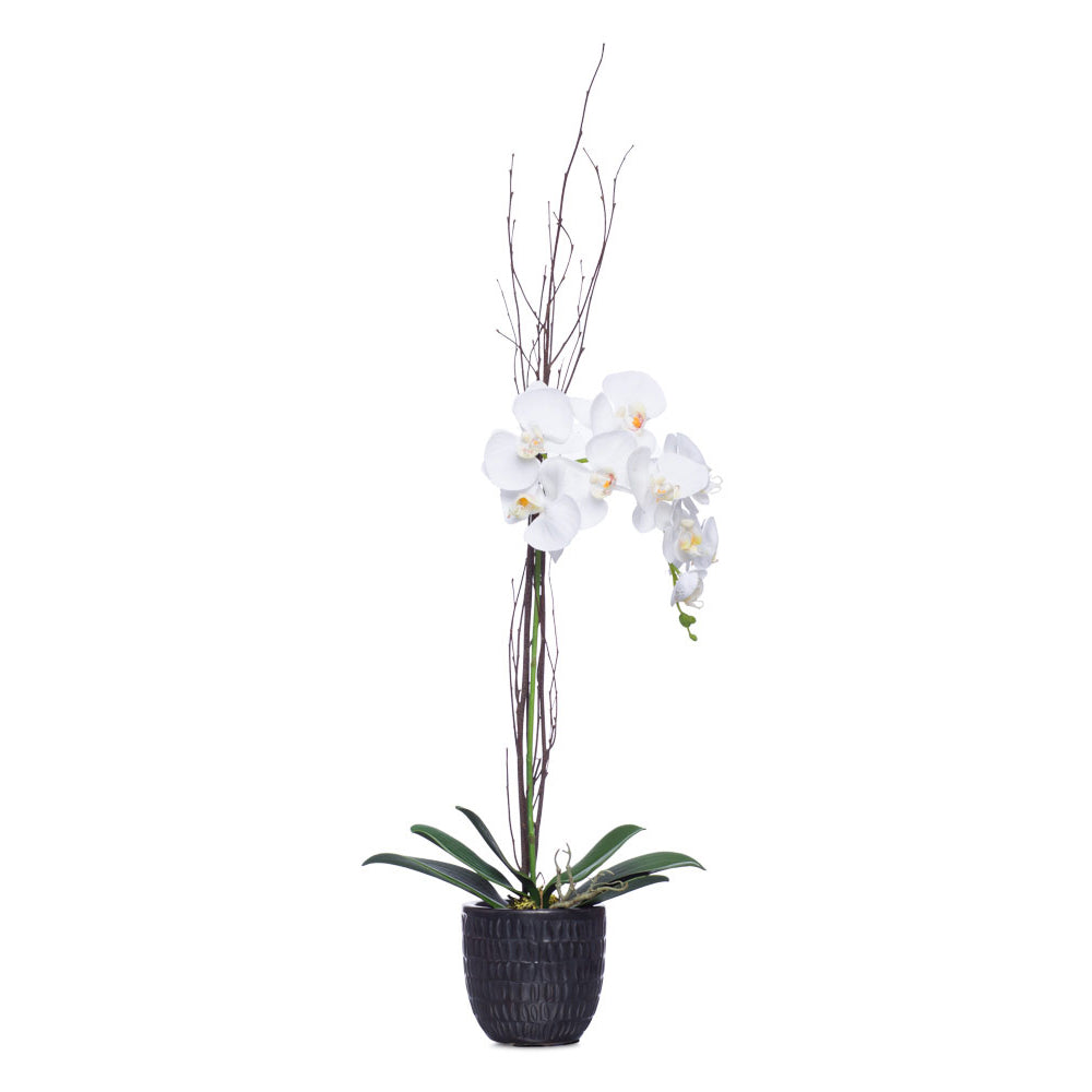 Tall White Silk Phalaenopsis in Black Malta Pot