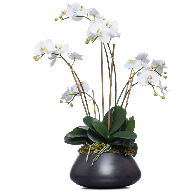 Tall White Silk Phalaenopsis in Black Bowl