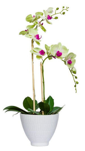 Tall Silk Single Stem Orchid Plant - White & Purple