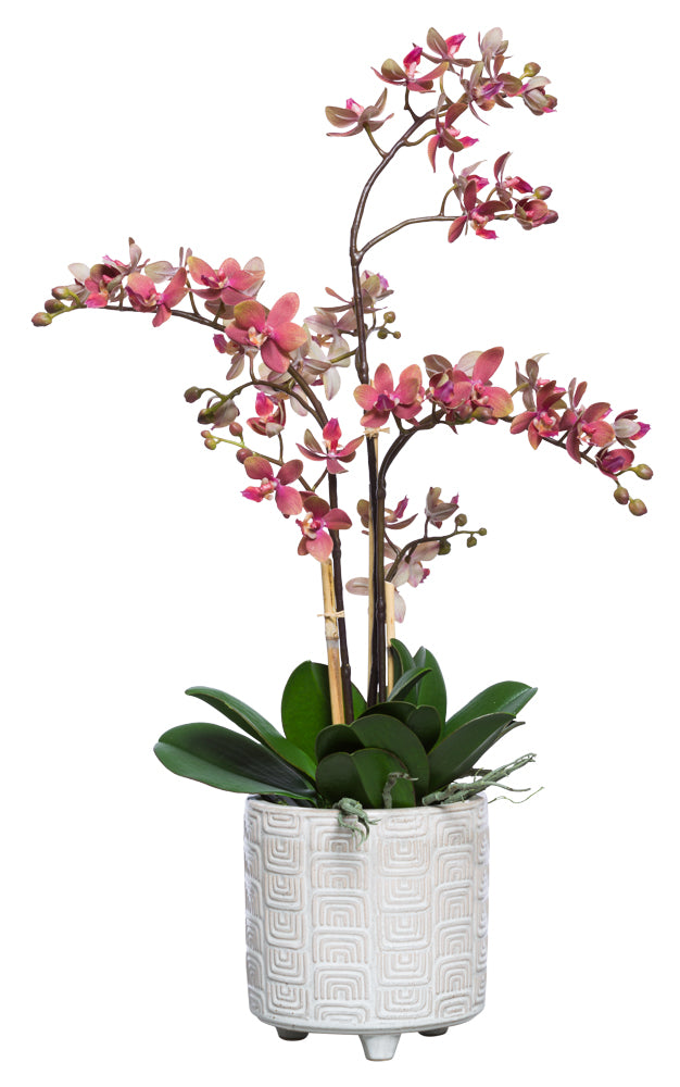 Deep Pink Mini Orchid Plant - Textured Footed Pot