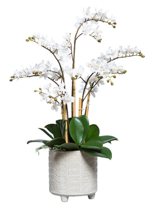 White Silk Orchid Plant - Large Textured Footed Pot