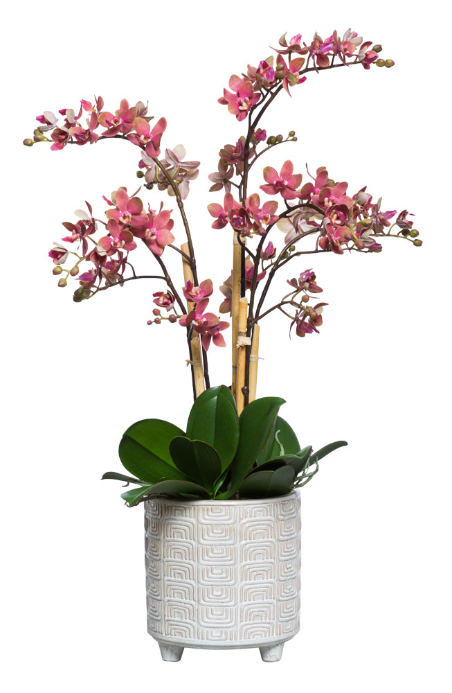 Deep Pink Orchid Plant - Large Textured Footed Pot