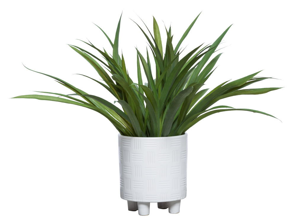 Cymbidium Plant - Modern White Footed Pot