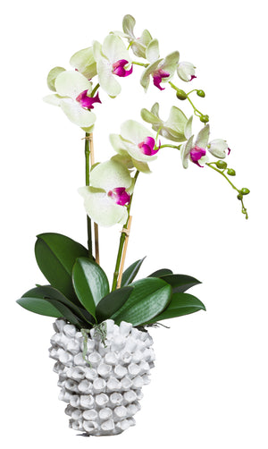 Green Silk Double Stem Orchid Plant - White Barnacle Vase