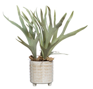 Faux Staghorn Fern Plant - White Textured Footed Pot