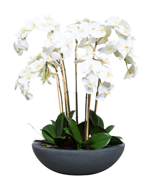 White Silk Orchid Plant - Grey Shallow Bowl