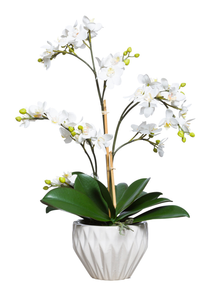 White Silk Mini Orchid - Faceted Pot