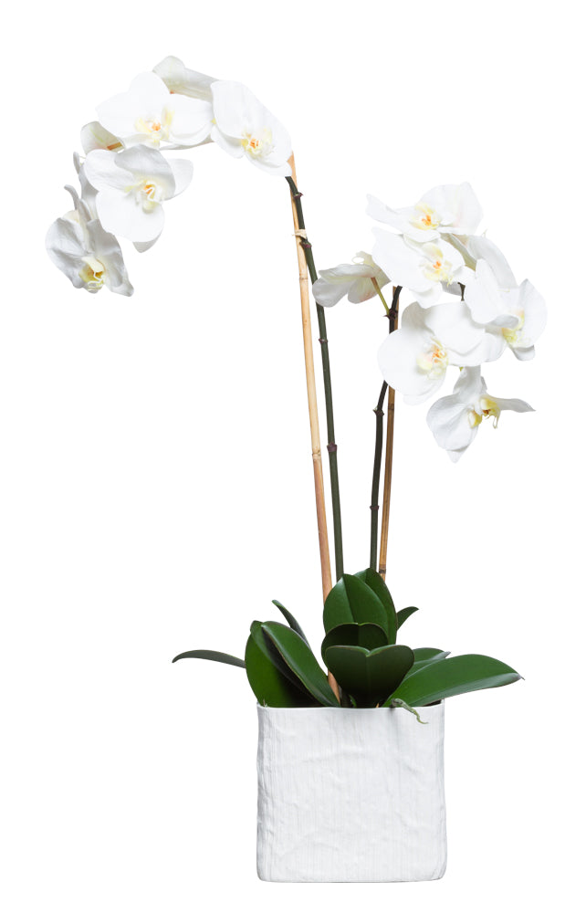 White Silk Orchid - White Textured Square Planter