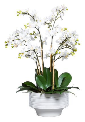 Mini White Silk Orchid - White Textured Bowl