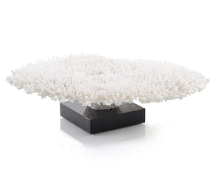 Table Coral on a Grand Scale