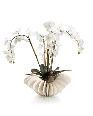 Sea Coral Orchids