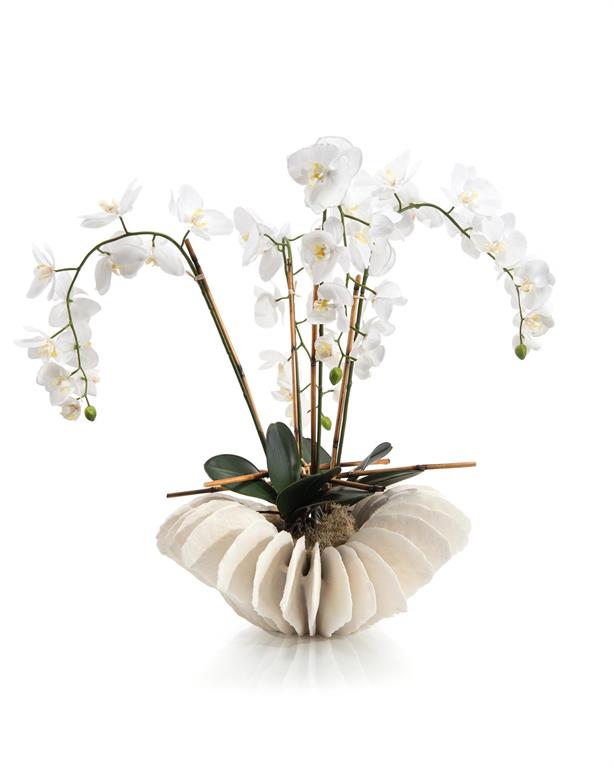 Sea Coral Orchids