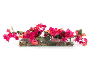 Lush Bougainvillea