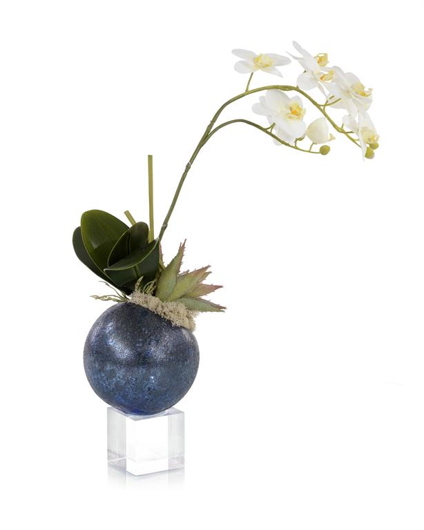 Midnight Blue Orchid