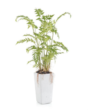 Woodland Fern