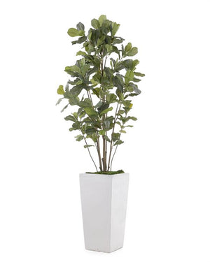 Grey-White Fig