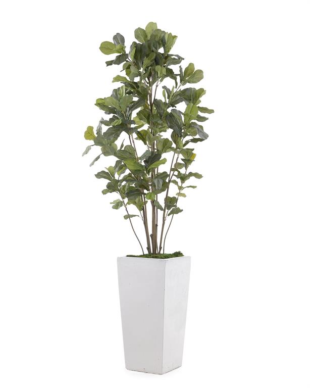 Grey-White Fig