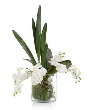 Mossy Orchids