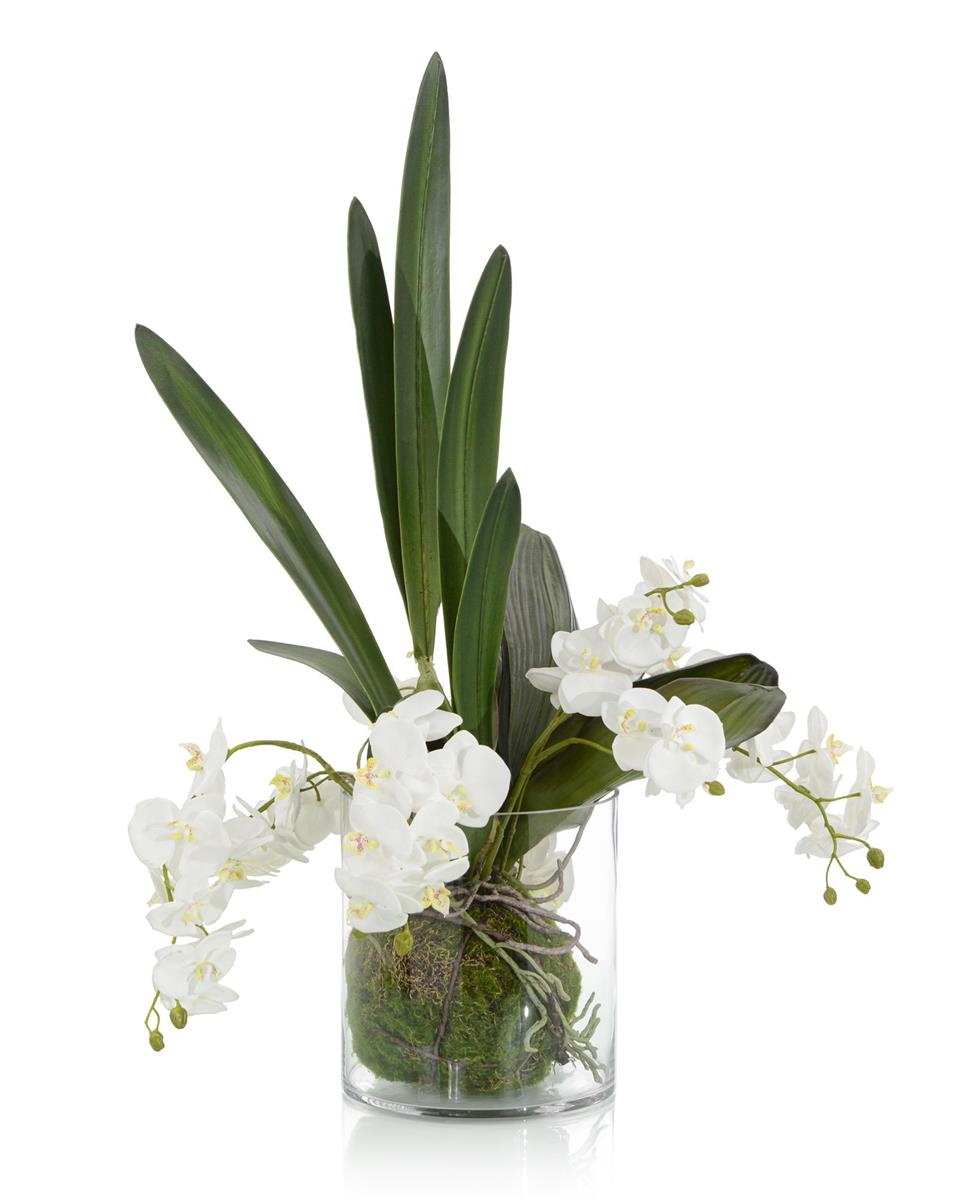 Mossy Orchids