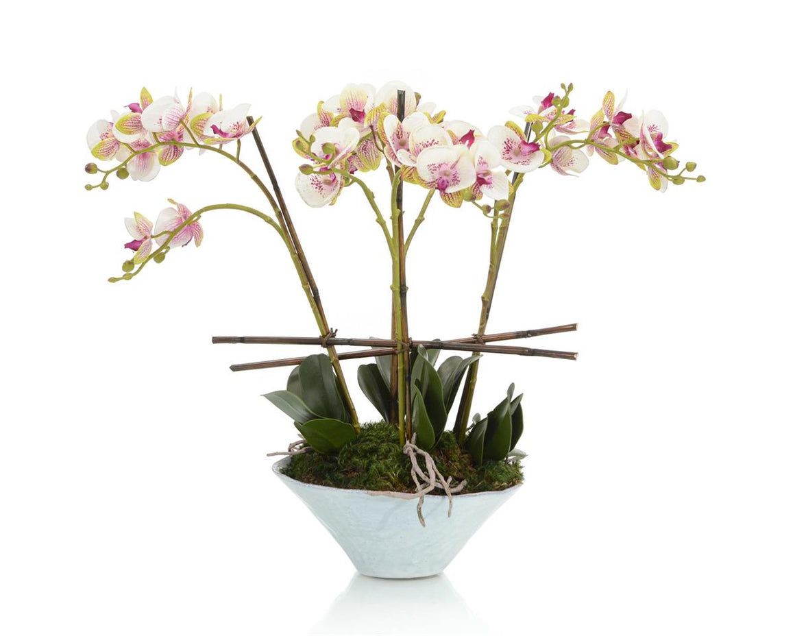 Little Gem Orchid