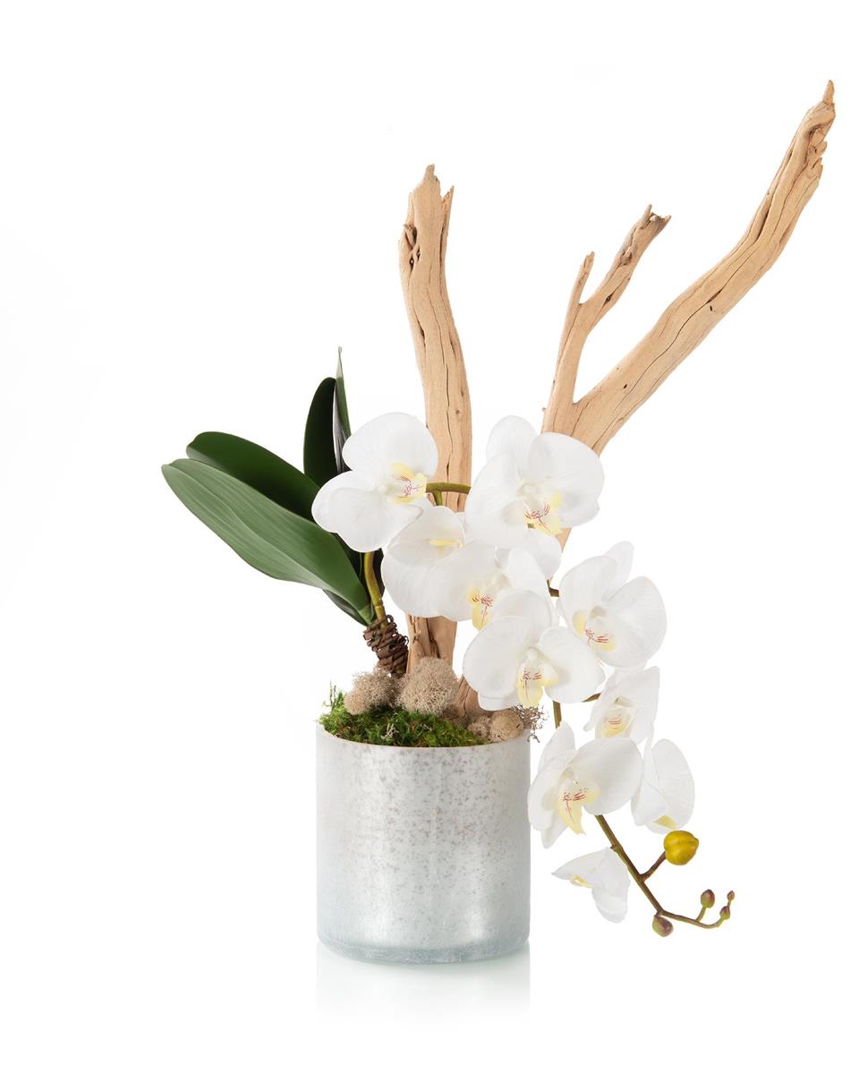 Branchy Ghostwood Orchid