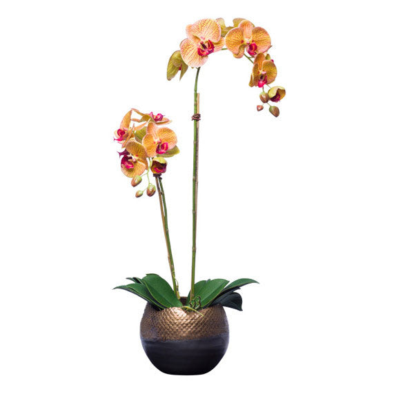 Orange Silk Phalaenops Orchid in Bronze Pot