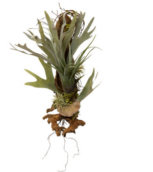 Faux Staghorn & Air Plant Wood Wall Hanging
