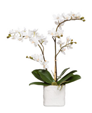 Silk Double Stem Orchid Plant - White