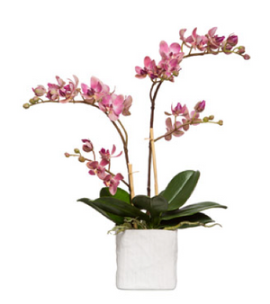 Silk Double Stem Orchid Plant - Pink