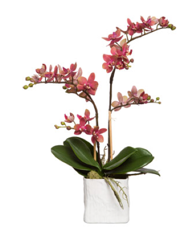 Silk Double Stem Orchid Plant - Dark Pink