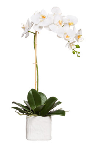 Silk Single Stem Orchid Plant - White
