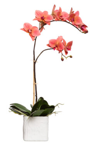 Silk Single Stem Orchid Plant - Coral
