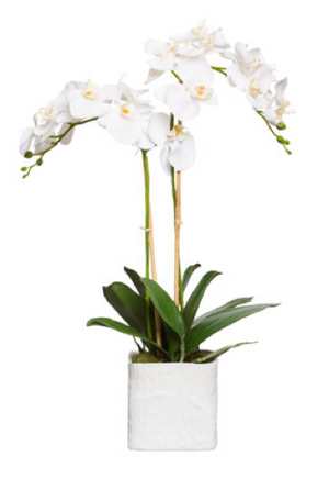 Large Silk Double Stem Orchid Plant - White