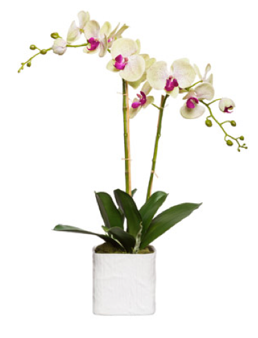 Large Silk Double Stem Orchid Plant - Pale Green & Pink