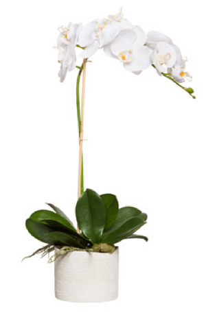 Large Silk Single Stem Orchid Plant - White