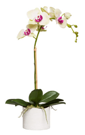 Large Silk Single Stem Orchid Plant - Pale Green & Pink