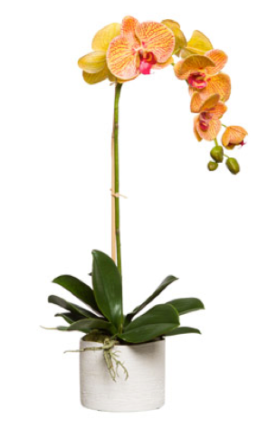 Large Silk Single Stem Orchid Plant - Orange & Pink