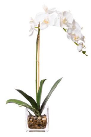 Silk Single Orchid in Water-Like Container - White
