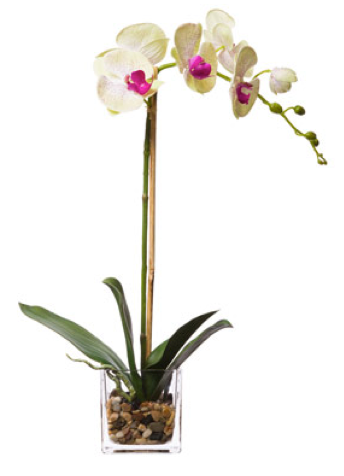 Silk Single Orchid in Water-Like Container - Pale Green & Pink