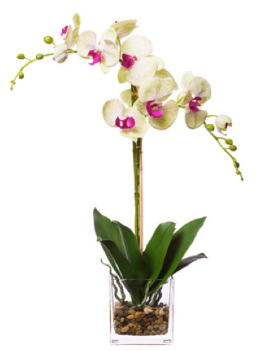 Silk Double Orchid in Water-Like Container - Pale Green & Pink