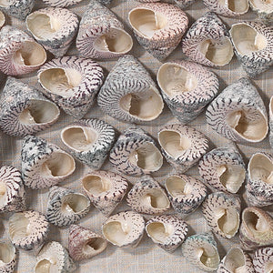 Bora Bora Framed Wall Art in Taupe Snail Shell