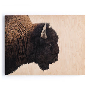 American Bison Wall Art