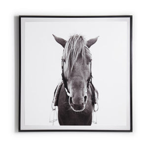 Horse-Photo,black Mpl 40"x40"