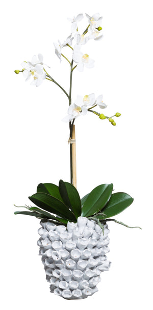 White Silk Mini Single Stem Orchid Plant - White Barnacle Vase
