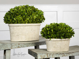 Faux Florals - Boxwood In Oval Planters - Set Of 2